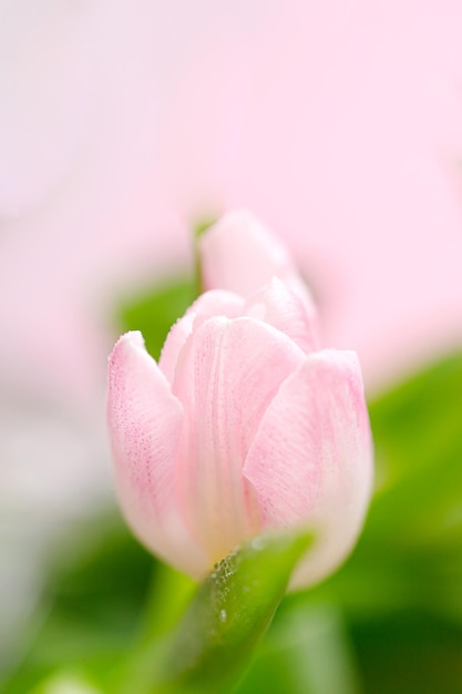 Spring tulips on pink background Greeting card for mothers day