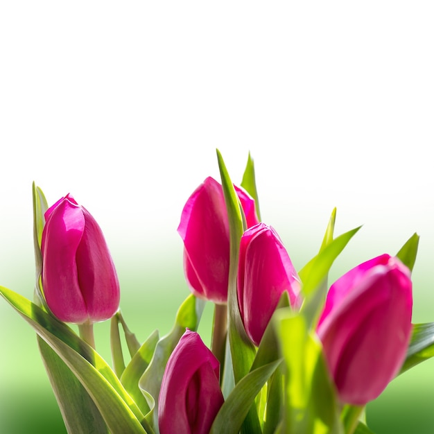 Spring tulips on white background