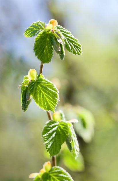 Photo spring twig of hornbeam with green leaf (close-up) on forest surface