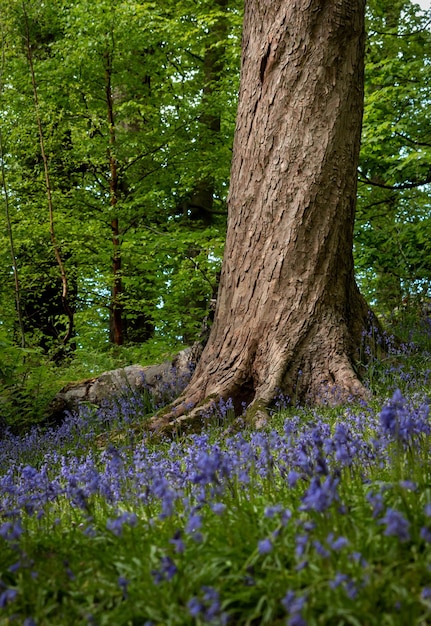 Spring vertical image of a twisted spiralling tree trunk with the ground covered in bluebell flowers