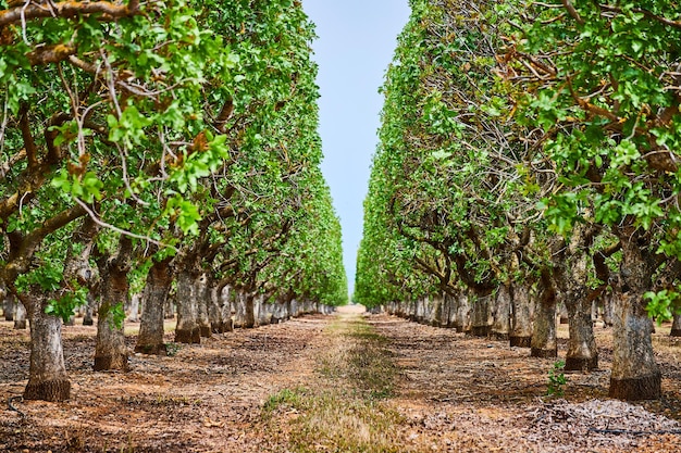 Spring view of almond tree farm