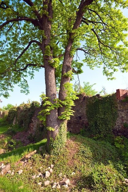 Spring view of Uzhhorod Castle courtyard . Built in  between the 13th and 18th centuries.