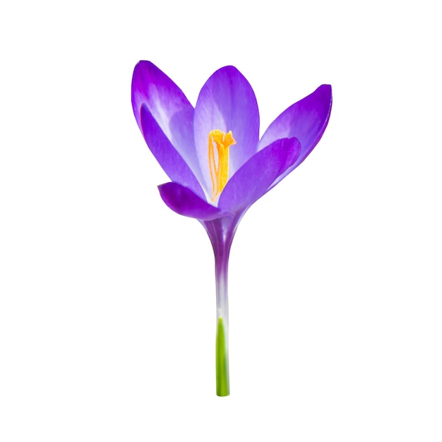 Spring violet flower crocus isolated on white background, studio macro shot