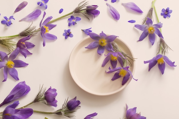 Spring violet flowers on a white space