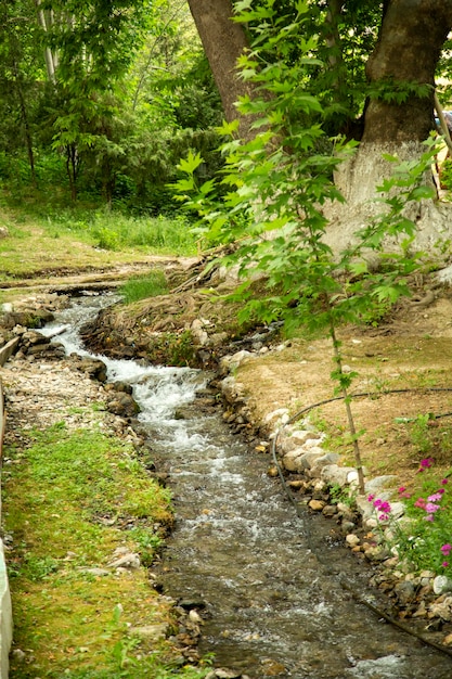 Spring water flows through the forest