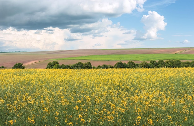 Spring Wavy yellow rapeseed field with stripes and wavy abstract landscape pattern