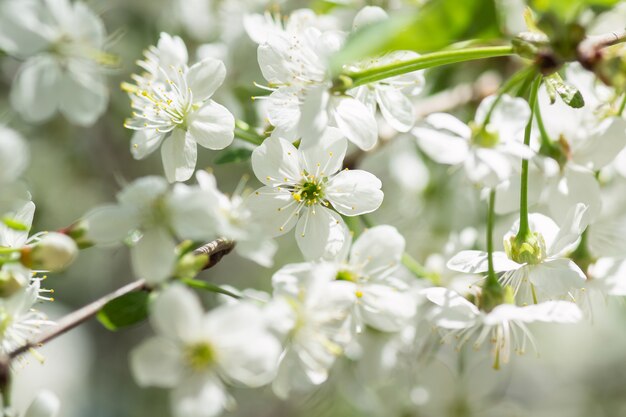 spring weather beautiful spring cherry flowers