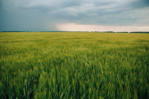 Spring wheat green field horizon sky