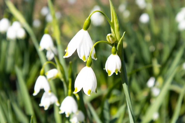 Spring white bellflowers closeup flowers grow in the meadowNature concept postcard wallpaper