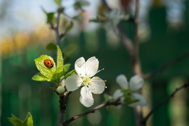 Spring White Blooming Trees