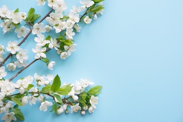 Spring white blossom branches on blue.