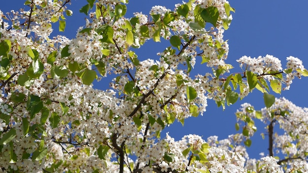 Spring white blossom of cherry tree, California, USA. sakura flowers of pear, apple or apricot bloo