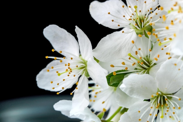 Spring white cherry flowers on a black background closeup macro photography