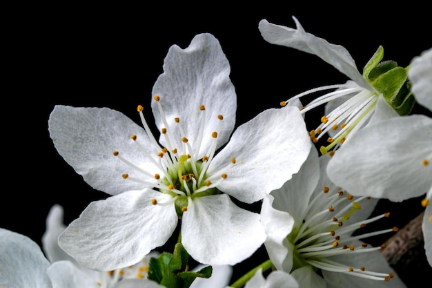 Spring white cherry flowers on a black background closeup macro photography