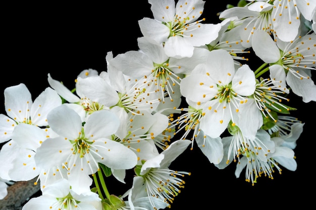 Spring white cherry flowers on a black background closeup macro photography