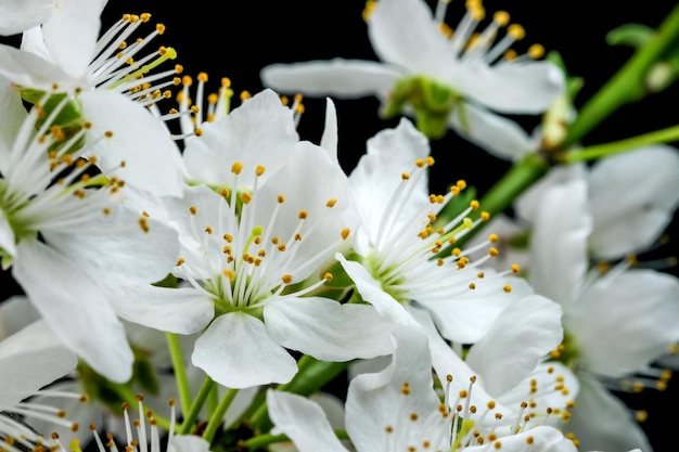 Spring white cherry flowers on a black background closeup macro photography