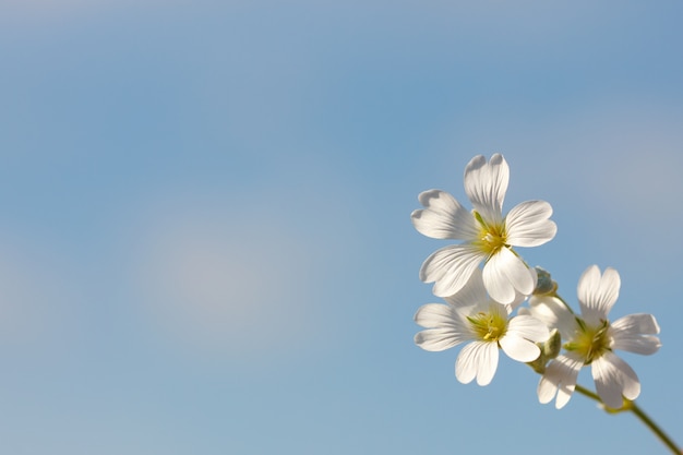 Spring white flower on a blue sky background