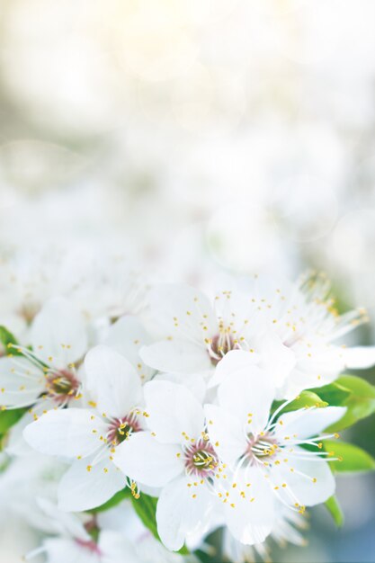 Spring white flower 