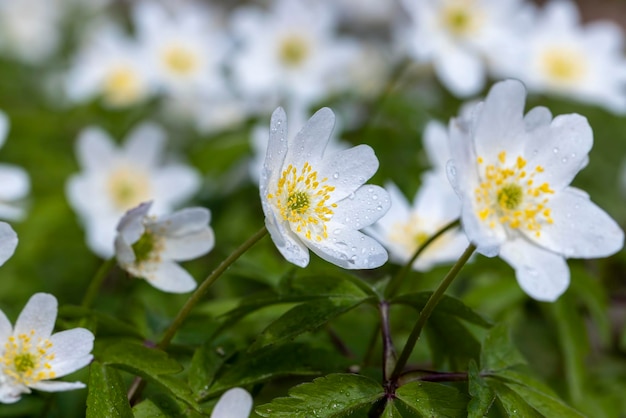 Spring white flowers sprouting in the forest