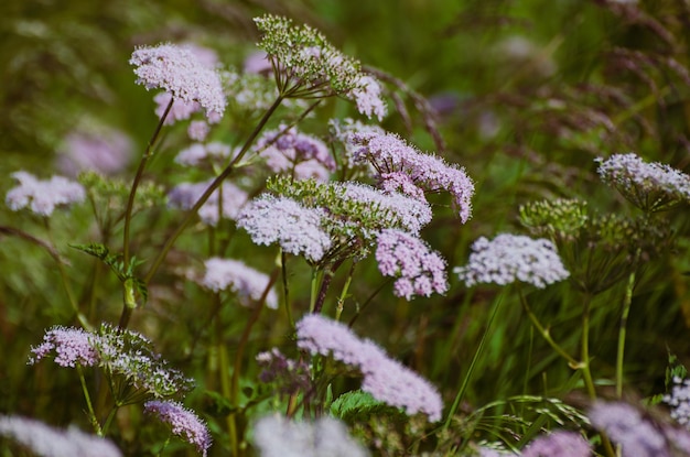 Spring white flowers