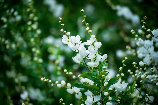 Spring white flowers