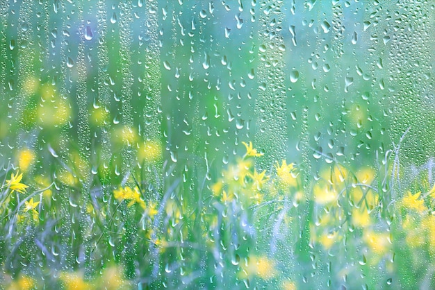 spring wild flowers rain drops abstract background