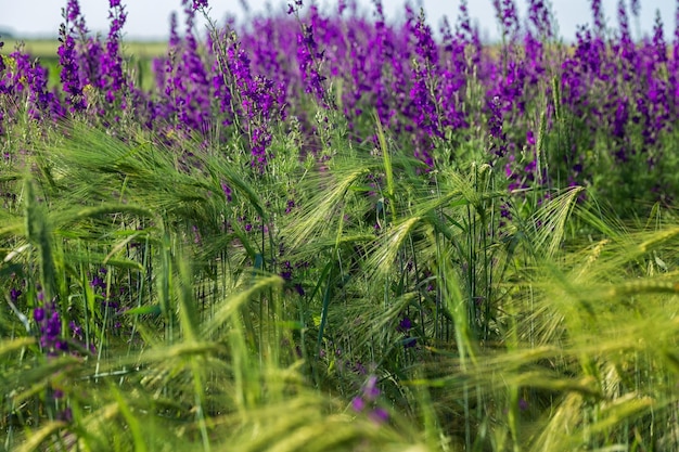 Spring wild grasses in a lush blooming field Closeup