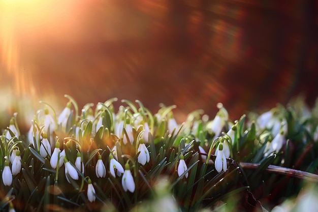 spring wildflowers sun rays bokeh snowdrops, warm golden spring background sunrise in march