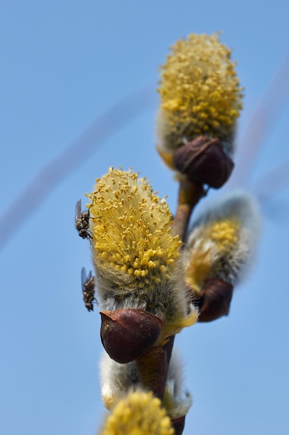 Spring. The willow (lat. Salix) blossoms, the earrings - inflorescences have blossomed.