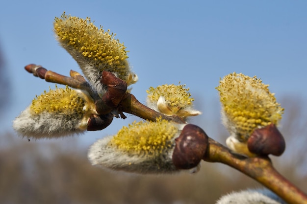 Spring. The willow (lat. Salix) blossoms, the earrings - inflorescences have blossomed.