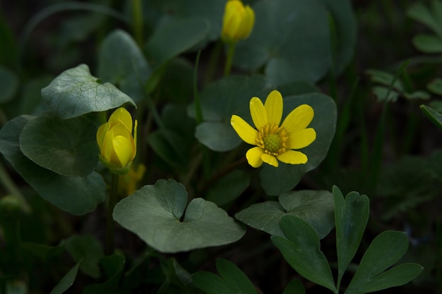 Spring yellow flower in dark green leaves