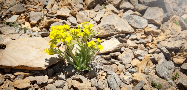 Spring yellow flowers with grown in the stones