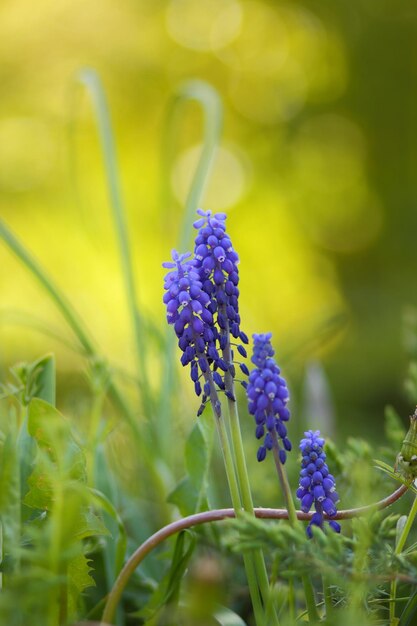 Spring young blue flowers on green stems Beautiful flowers in garden Blue flowers in the grass closeup