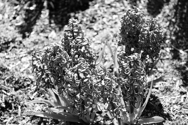 Springblooming hyacinths Garden hyacinths grow in ground Hyacinthus orientalis in full bloom Blooming blue hyacinthus natural background Spring flower Flowering plant