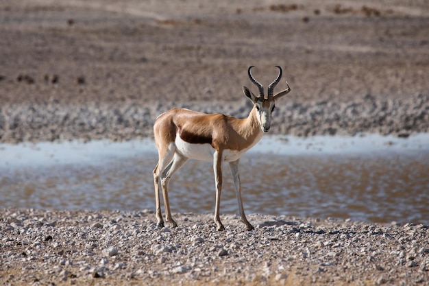 Springbok on safari in Etosha National Park in Namibia