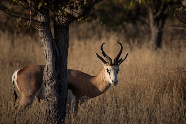 The springbok wild african animals in Etosha National park Namibia