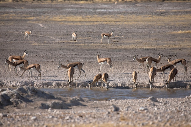 Springboks near water hole safari in Etosha National Park in Namibia