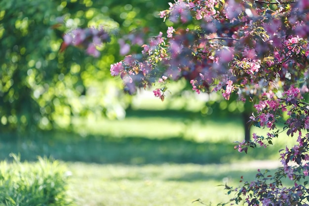 Springs background with blossoming branch of pink cherry tree in the garden