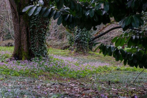 SpringThe first spring flowers of lilac snowdrops around the trunk of a large tree in the forest