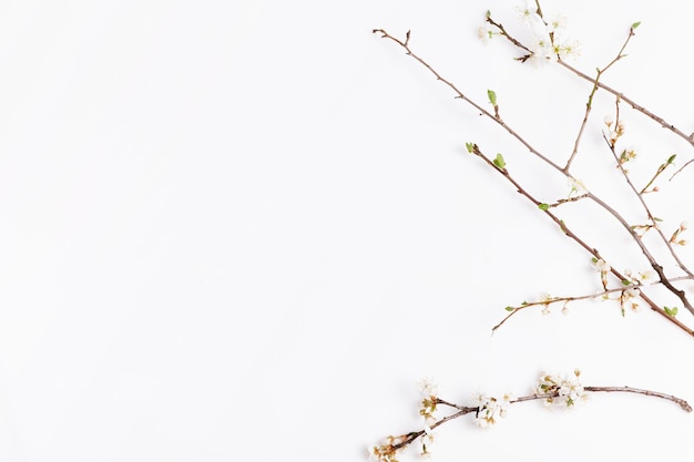 Springtime background with cherry blossom twigs on white desktop, top view, frame, flat lay. Spring concept