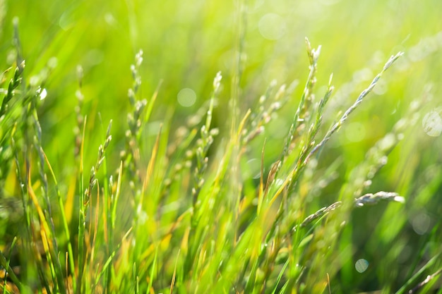 Springtime background with defocused lights selective focus