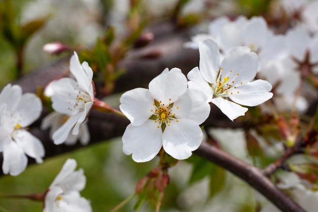 Springtime closeup white cherry blossoms spring flower background