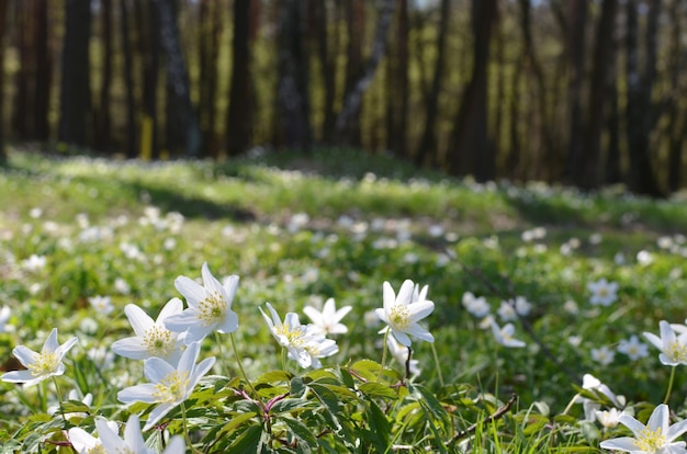 Springtime is the moment for beautiful flowers