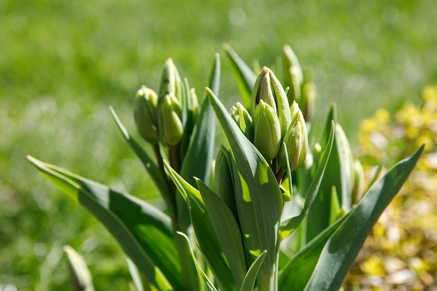 Springtime tulip buds in a park.