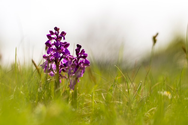 Springtime violet flower and grass background