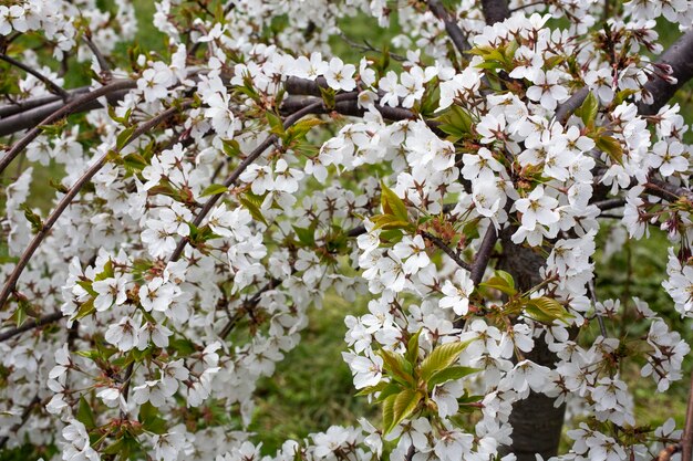 Springtime white cherry blossoms spring flower background closeup