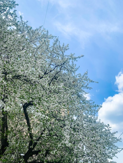 Springtime white flowering tree and the sun on sky background