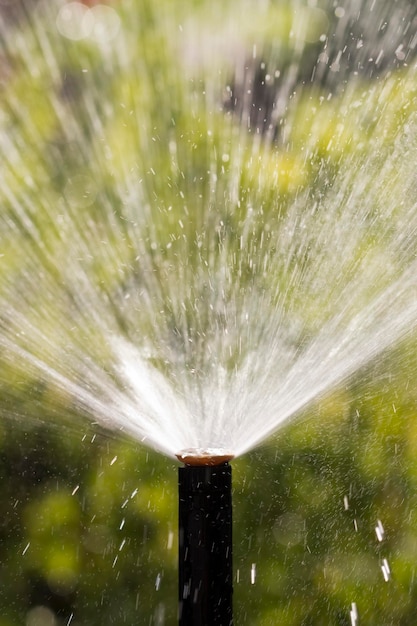 Sprinkler head watering the bush and grass