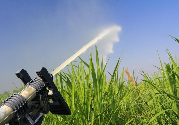 Photo sprinkler head watering napier grass for feeding dairy cows