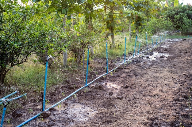 Sprinkler irrigation watering form blue pipe in the farm for cultivated